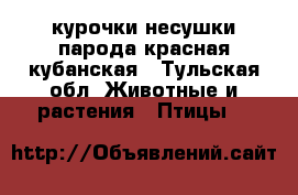 курочки несушки парода красная кубанская - Тульская обл. Животные и растения » Птицы   